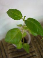 Лот: 4040445. Фото: 2. Фуксия махровая Heiko Fuhrmann. Комнатные растения и уход