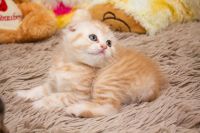 Лот: 4484825. Фото: 3. Продаётся Тигра Шотландец С документами... Растения и животные
