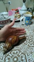 Лот: 14586237. Фото: 3. Улитки Ахатины взрослые. Растения и животные