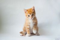 Лот: 12743918. Фото: 5. Котята