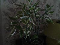 Лот: 1710952. Фото: 2. педилантус "красавец". Комнатные растения и уход