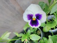 Лот: 13985942. Фото: 4. Рассада крупноцветковой жёлтой... Красноярск