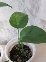 Лот: 15557889. Фото: 4. Эпипремнум Marble Queen (Марбл... Красноярск
