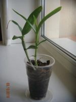 Лот: 6198271. Фото: 2. Орхидея Дендробиум фиолетовая. Комнатные растения и уход