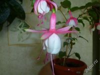 Лот: 3760837. Фото: 2. фуксия (черенок 16см) появились... Комнатные растения и уход