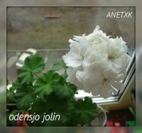 Лот: 8155078. Фото: 2. Зональная пеларгония "Odensjo... Комнатные растения и уход
