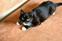 Лот: 13509640. Фото: 4. Киса ищет ДОМ!. Красноярск