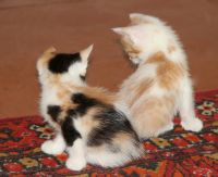 Лот: 8942255. Фото: 3. Котята. Растения и животные