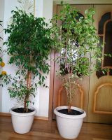 Лот: 24985763. Фото: 4. Фикусы. Цена за оба. Красноярск