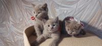 Лот: 19930324. Фото: 2. Котята британчики. Растения и животные