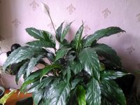 Лот: 10080226. Фото: 2. Спатифилум "Шопен". Комнатные растения и уход