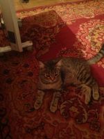 Лот: 6329853. Фото: 3. Красивая серая кошечка с двумя... Растения и животные