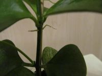 Лот: 5845997. Фото: 4. Хойя Biakensis. Красноярск