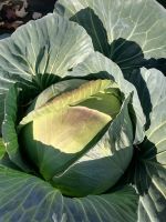 Лот: 19468263. Фото: 2. Капуста. Продукты