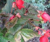 Лот: 96023. Фото: 2. бегония цветёт жёлтыми розовыми... Комнатные растения и уход