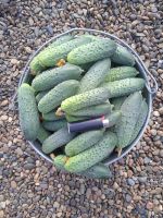 Лот: 25741597. Фото: 2. Огурцы тепличные свои 10л. Продукты