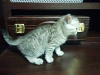 Лот: 4198180. Фото: 2. котёнок шотландской прямоухой. Животные и уход
