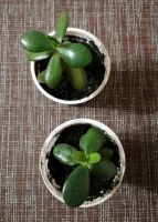 Лот: 16702321. Фото: 4. Денежное дерево (Толстянка). Красноярск