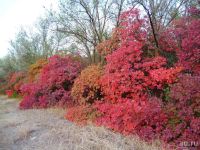 Лот: 13821716. Фото: 2. Скумпия кожевенная (Cotinus cogg... Семена, рассада, садовые растения