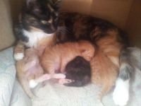 Лот: 9741284. Фото: 2. Котята рыжие и трехцветные. Животные и уход