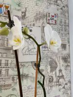 Лот: 15313371. Фото: 2. Орхидея. Комнатные растения и уход