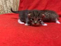 Лот: 18374077. Фото: 4. Котята классные. Красноярск