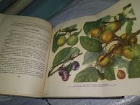 Лот: 18317320. Фото: 15. Мичурин И. В. Итоги шестидесятилетних...