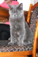 Лот: 4253736. Фото: 2. Котята. Животные и уход