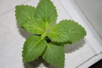 Лот: 3407812. Фото: 4. Колеус 18. Красноярск