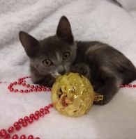 Лот: 18393983. Фото: 2. Котенок в хорошие руки. Животные и уход