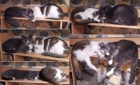 Лот: 20755526. Фото: 2. Кошка Роза, серый окрас (как у... Животные и уход