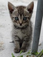 Лот: 23320906. Фото: 2. Котенок, маленькая рысь. Животные и уход