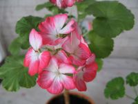 Лот: 10404105. Фото: 3. Пеларгония герань алая Hollywood... Растения и животные