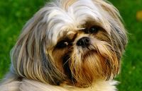 Лот: 4123271. Фото: 3. Samsung GX-20 +Pentax 18-55. Фото, видеокамеры, оптика