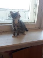 Лот: 14544181. Фото: 3. Котенок. Растения и животные