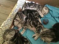 Лот: 6908473. Фото: 10. Котята мраморные шотландские прямоухие...