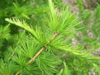 Лот: 9673714. Фото: 2. Лиственница сибирская (Larix sibirica... Семена, рассада, садовые растения