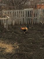 Лот: 7256302. Фото: 5. Петух