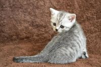 Лот: 8093984. Фото: 3. Британец кошка. Растения и животные