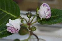 Лот: 2926288. Фото: 3. Глоксиния19 (цветущее растение... Растения и животные