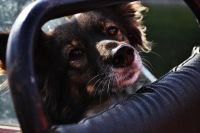 Лот: 10423076. Фото: 7. Nikon d3100+kit 18-55 Полный комплект...