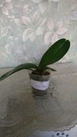 Лот: 14167239. Фото: 3. Продам орхидею Phal.Sesame. Растения и животные