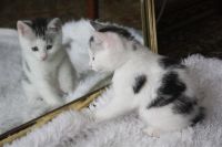 Лот: 2698756. Фото: 2. Котята Курильский Бобтейл. Животные и уход
