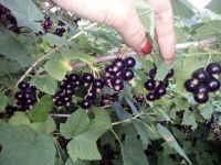 Лот: 5913769. Фото: 2. Смородина, черная крупная, сбор... Продукты