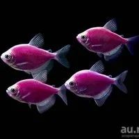 Лот: 9867103. Фото: 3. Тернеция GloFish (фиолетовая... Растения и животные