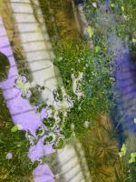 Лот: 22375571. Фото: 3. Аквариумное растение: Мох риччия. Растения и животные