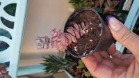 Лот: 13866962. Фото: 2. Крассула Crassula nealiana x rupestre... Комнатные растения и уход