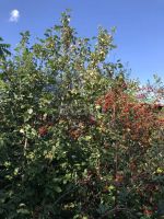 Лот: 25294932. Фото: 8. 4-комн. дача , садоводческое некоммерческое...