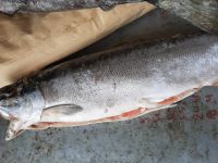Лот: 14321765. Фото: 2. Рыба кижуч. Продукты