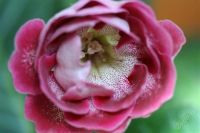 Лот: 2926403. Фото: 2. Глоксиния (срезаные__листики). Комнатные растения и уход